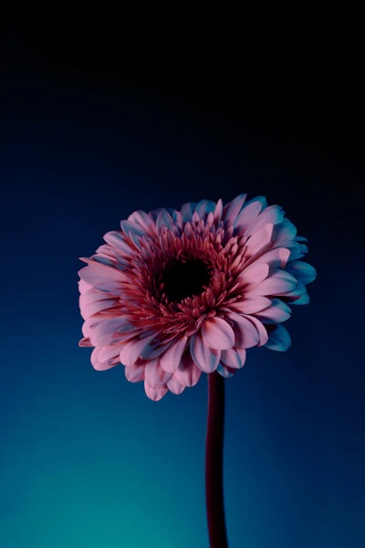 Original photo of a pink flower on a blue background